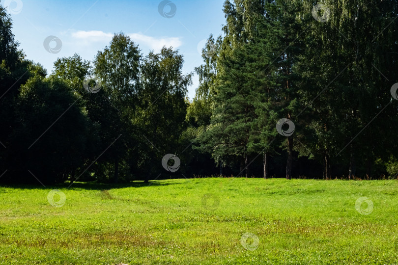 Скачать Поле с зеленой травой и лес летом фотосток Ozero