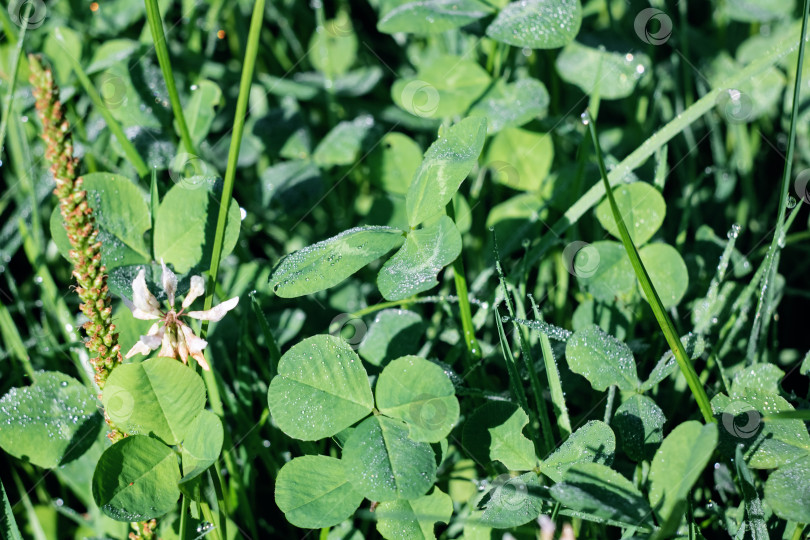 Скачать Капли росы на зеленых листьях травы фотосток Ozero