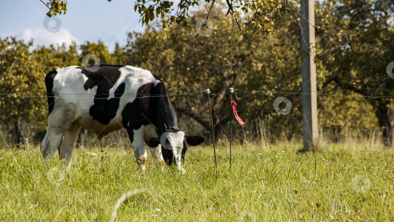 Скачать Пятнистая корова пасется на зеленом лугу фотосток Ozero