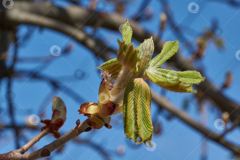 Скачать Бутоны каштана распускаются и появляются соцветия. фотосток Ozero