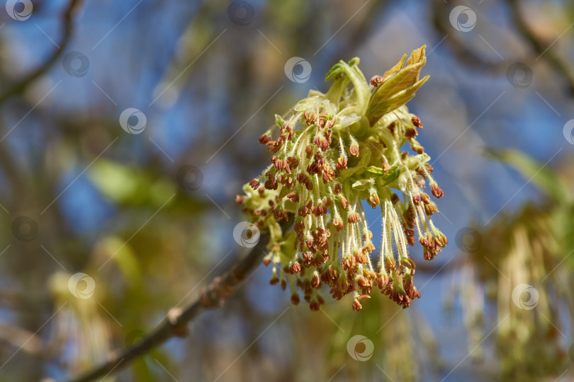 Скачать Распускаются цветочные почки остролистного клена (лат. Acer platanoides). фотосток Ozero