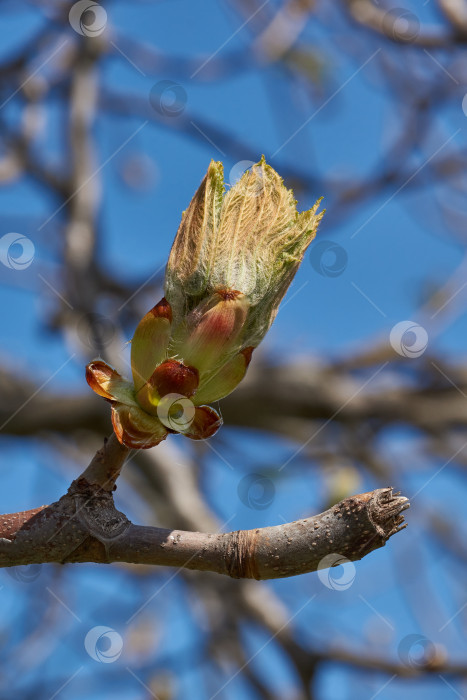 Скачать Бутоны каштана распускаются и появляются соцветия. фотосток Ozero