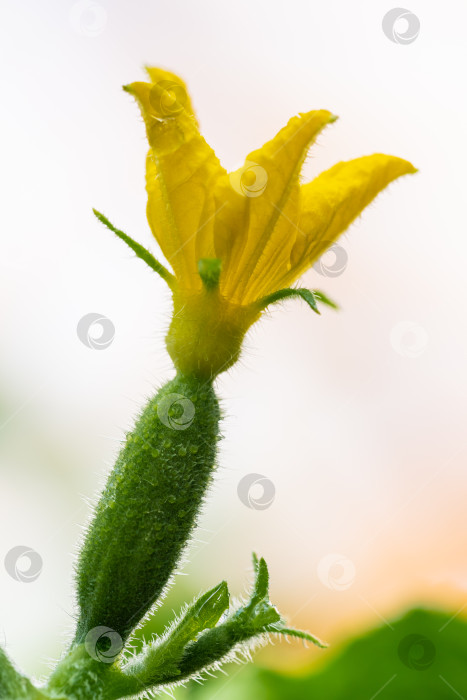 Скачать Крупный план желтых лепестков цветущего огурца, растущего в теплице на сельскохозяйственной ферме фотосток Ozero