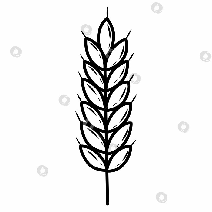 Скачать Колос пшеницы. Векторная иллюстрация в стиле каракулей. фотосток Ozero
