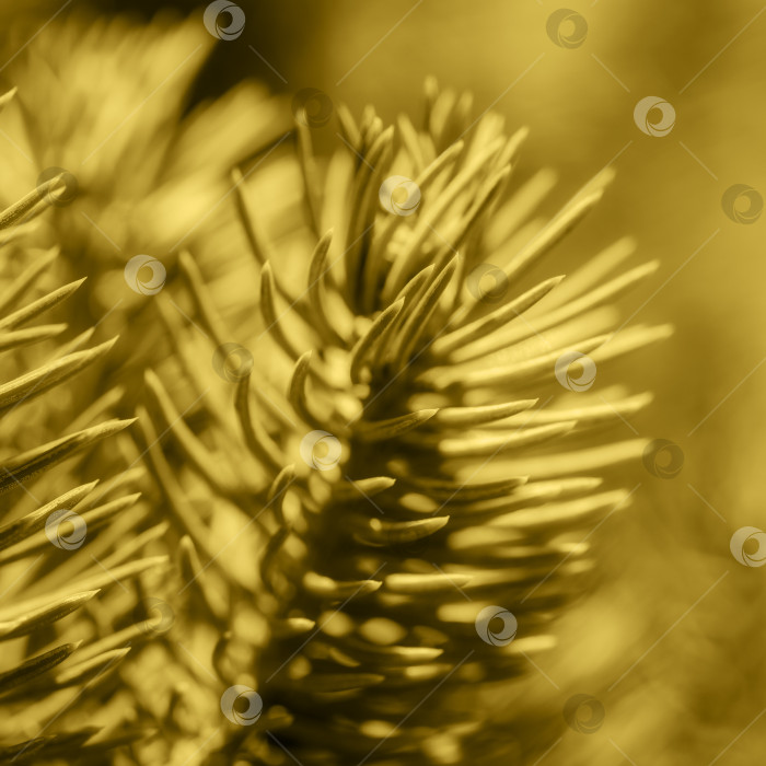 Скачать Натуральная ветка рождественской сосны с иголками, растущей в лесу. Крупный план, выборочный мягкий фокус на переднем плане, размытое боке. Окрашивание в трендовый мягкий желтый цвет 2021 года. Небольшая глубина резкости фотосток Ozero