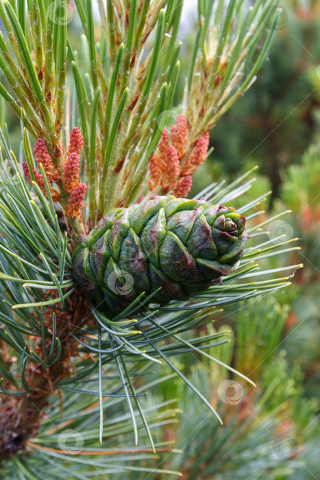 Скачать Ветка Pinus Pumila с зеленой шишкой фотосток Ozero