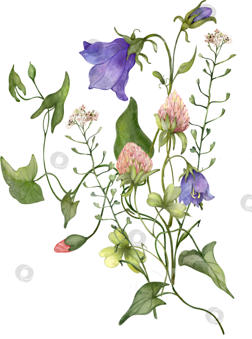 Скачать Букет полевых цветов с лавандой, колокольчиками, вьюнком и клевером. Акварельная иллюстрация фотосток Ozero