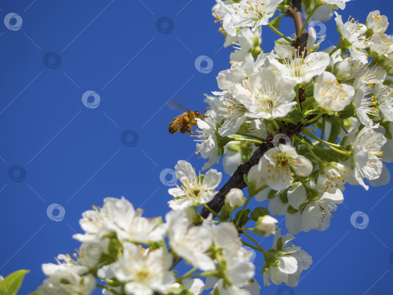 Скачать Медоносная пчела собирает пыльцу с белых цветков цветущей яблони на фоне голубого неба фотосток Ozero