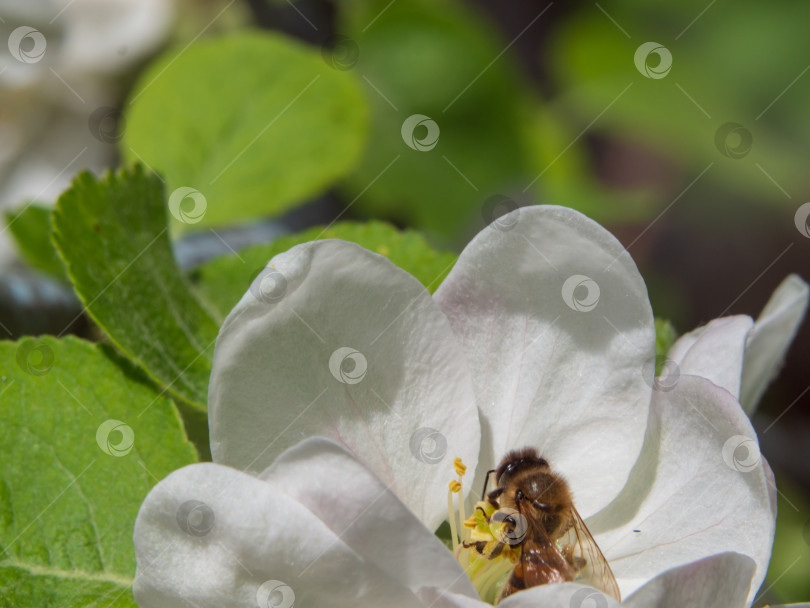 Скачать Пчела собирает пыльцу с цветущей яблони макрофото фотосток Ozero