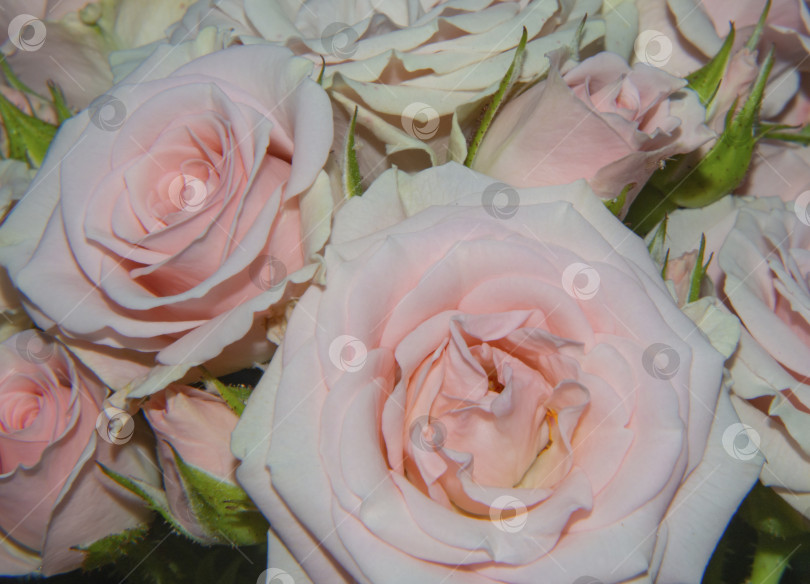 Скачать Натуральный букет из нежных бело-розовых роз с кремовым оттенком. Идеально подходит для фона, поздравительных открыток. Мягкий избирательный акцент фотосток Ozero