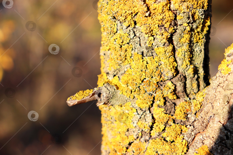 Скачать Кора дерева, покрытая Ксанторией настенной (Xanthoria parietina). Лишайник и сучок на стволе дерева. фотосток Ozero