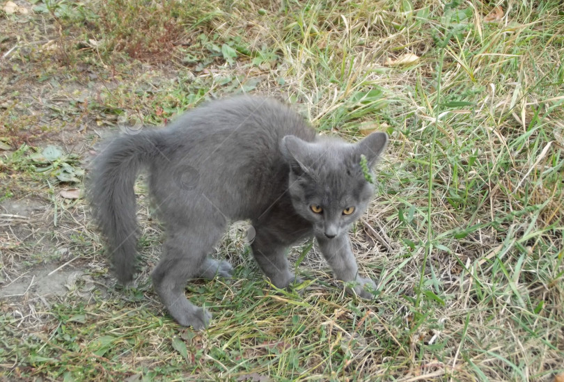 Скачать Напуганный серый котенок выгибает спину дугой. Сердитый кот на улице, готовый защищаться и нападать. фотосток Ozero