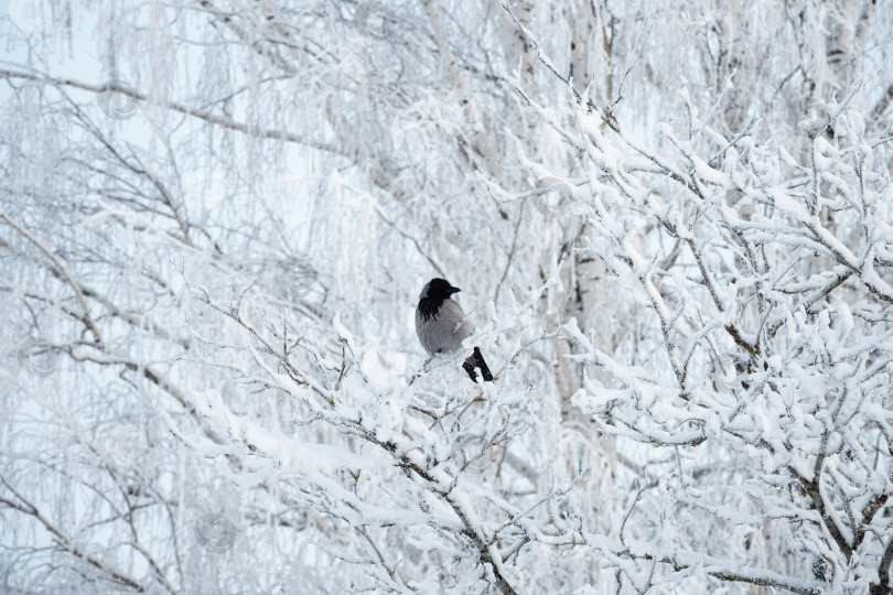 Скачать Одинокая серая ворона на заснеженном дереве. Птицы зимой, дикая природа. Спутанные заснеженные ветви березы. фотосток Ozero