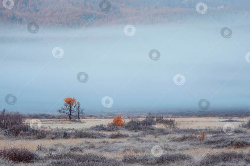 Скачать Удивительное туманное осеннее утро в степи. Одинокие желтые деревья на фоне густого тумана. Удивительный минималистичный степной пейзаж. фотосток Ozero