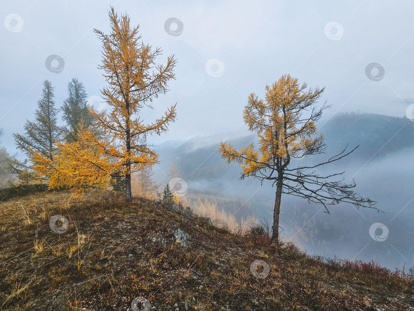 Скачать Горный пейзаж туманным ранним осенним утром. Фантастический вид на вершины горного хребта над облаками. Желтые лиственницы над обрывом бирюзовой реки. фотосток Ozero