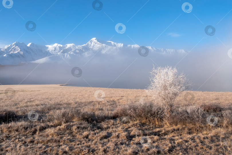 Скачать Одинокий замерзший кустарник на открытом осеннем поле на фоне заснеженных гор. Прекрасное солнечное туманное утро в горах. Осенний иней на сухой траве. Снежные вершины в туманных облаках. фотосток Ozero