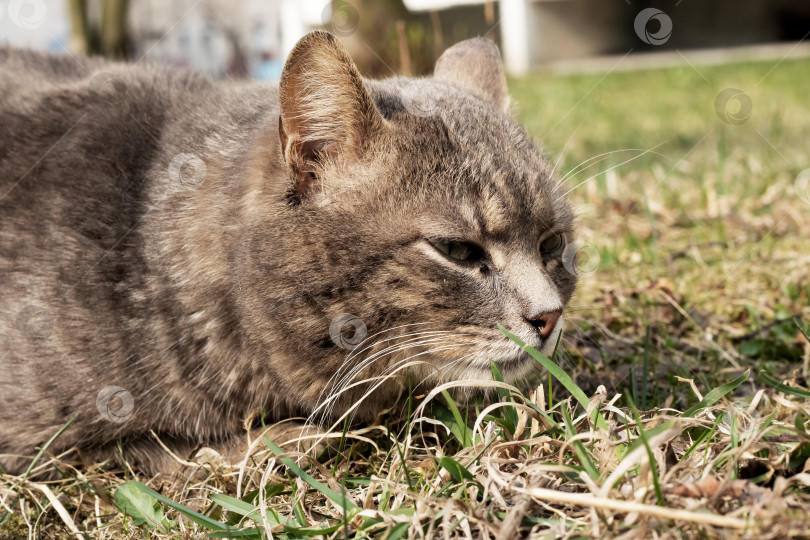 Скачать Серый бездомный кот, сидящий на зеленой траве крупным планом фотосток Ozero