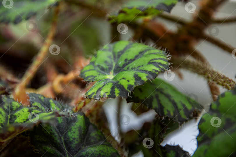 Скачать Зеленые листья комнатного растения крупным планом фотосток Ozero