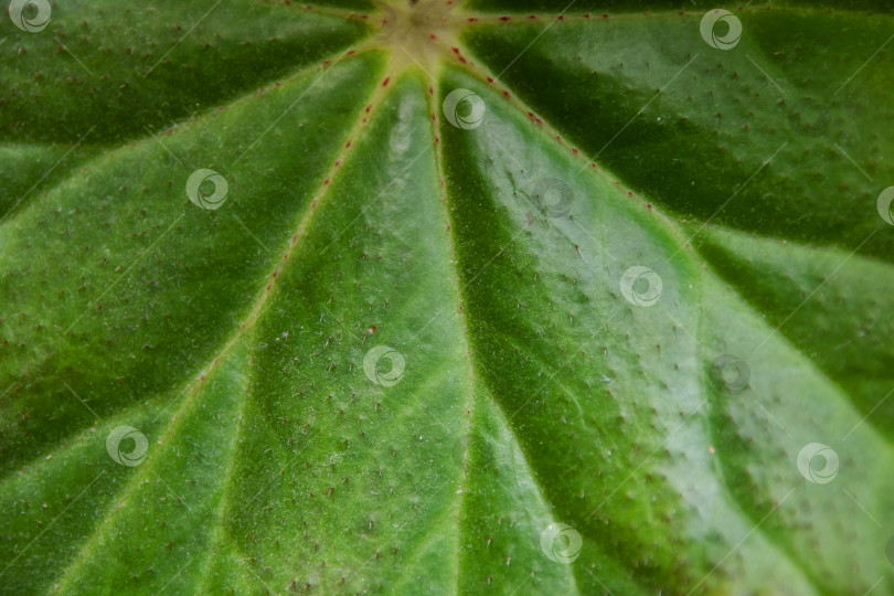 Скачать Зеленые листья комнатного растения крупным планом фотосток Ozero