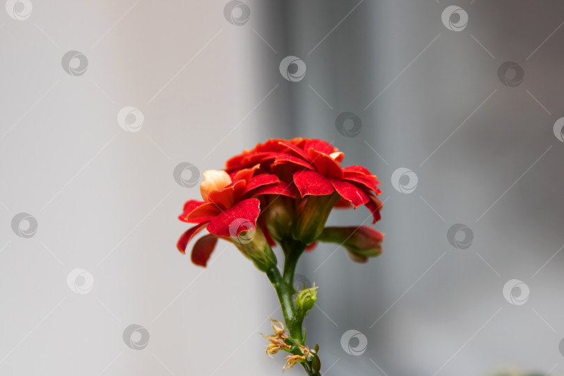 Скачать Большой красный цветок с домашнего растения крупным планом фотосток Ozero