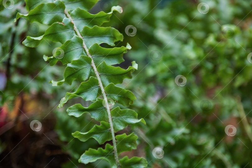 Скачать Зеленые листья на ветке домашнего папоротника фотосток Ozero
