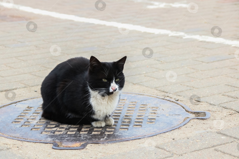 Скачать Бездомный черный кот сидит на люке фотосток Ozero