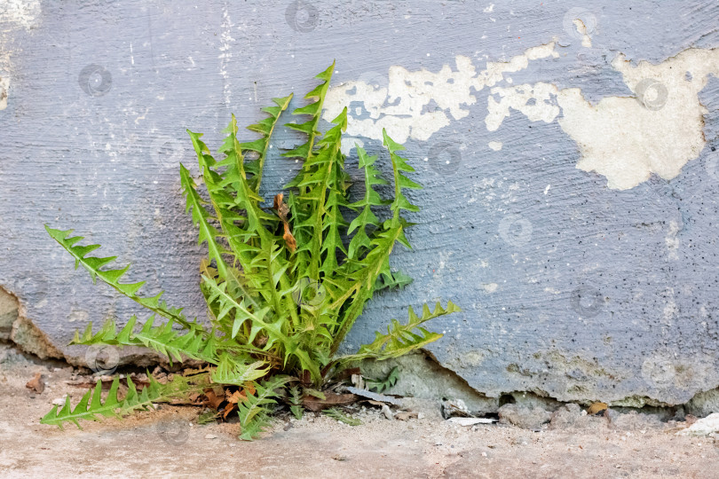Скачать Зеленые листья одуванчика растут у бетонной стены фотосток Ozero