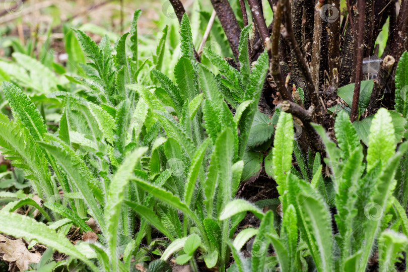 Скачать Зеленые листья травы крупным планом, весенняя природа фотосток Ozero