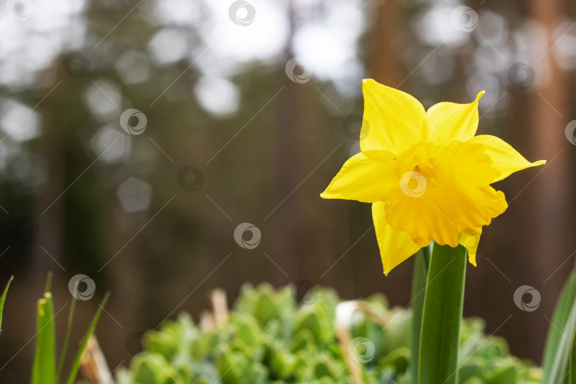 Скачать Желтый цветок нарцисса крупным планом на фоне леса фотосток Ozero