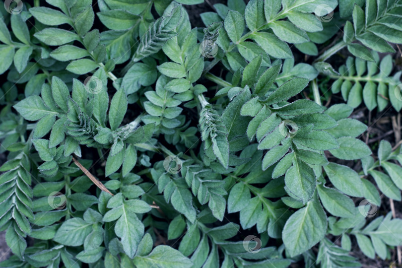 Скачать Маленькие зеленые листья растения крупным планом, фон или текстура фотосток Ozero