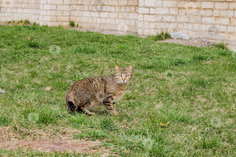 Скачать Бездомный серый кот на зеленой траве фотосток Ozero