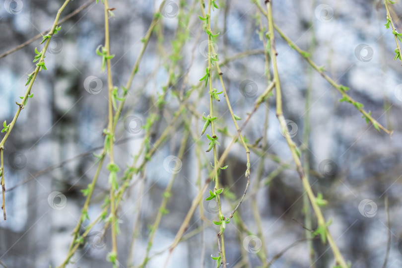 Скачать Молодые зеленые почки на ветвях деревьев весной фотосток Ozero