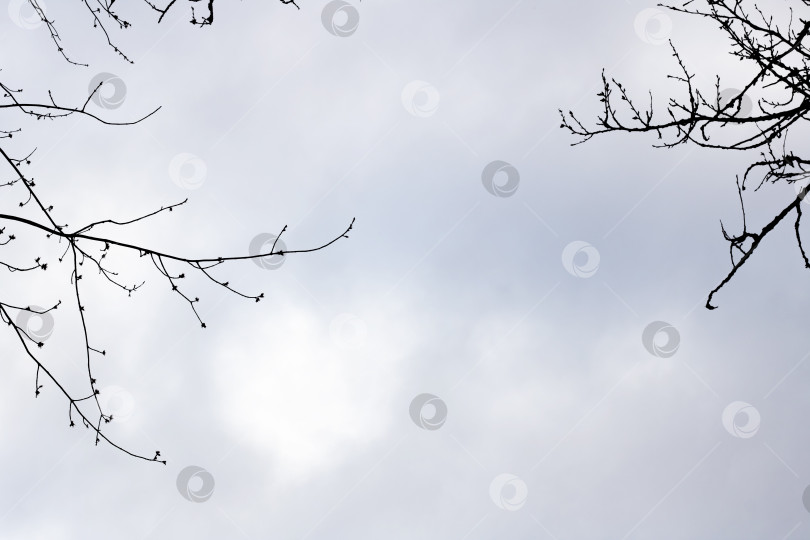 Скачать Черные ветви деревьев на фоне неба фотосток Ozero