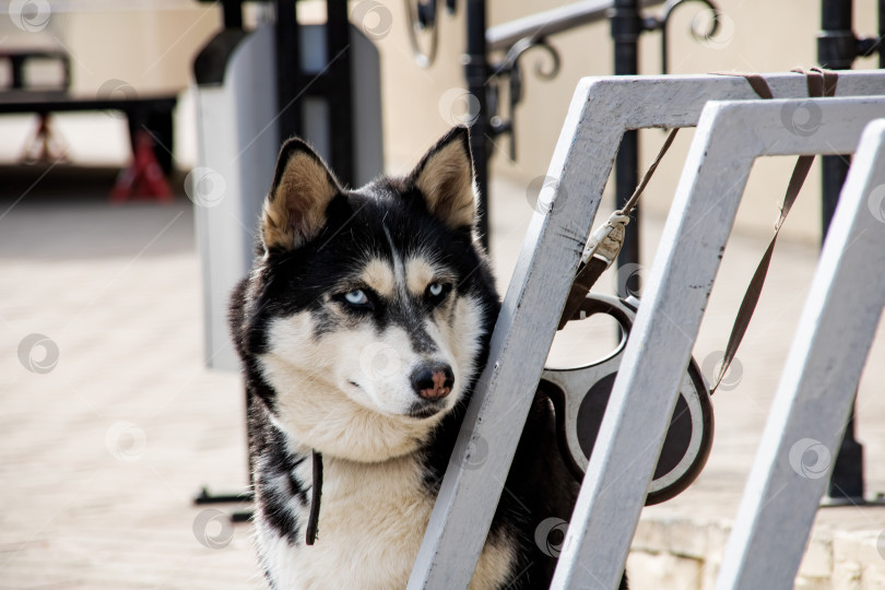 Скачать Черно-белая собака породы хаски, портрет крупным планом фотосток Ozero