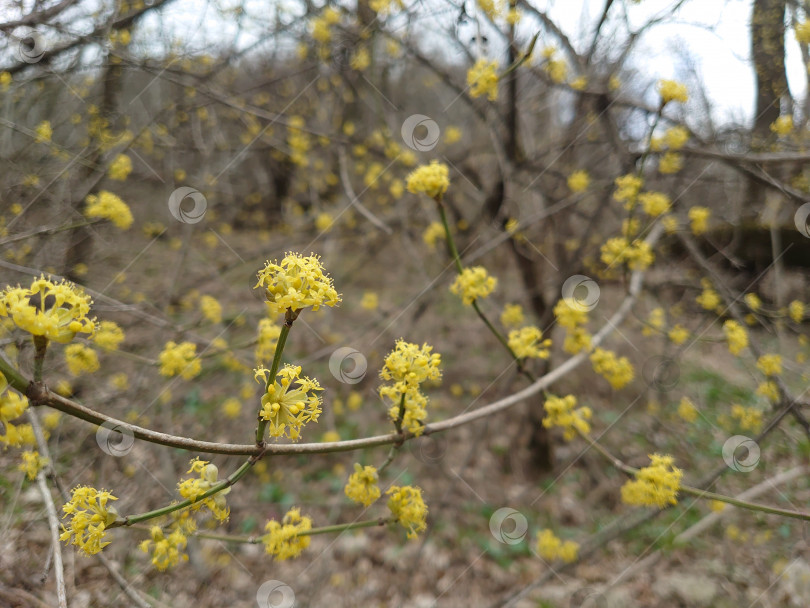 Скачать Весна фотосток Ozero