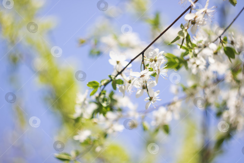 Скачать Белые вишневые цветы на ветке крупным планом фотосток Ozero