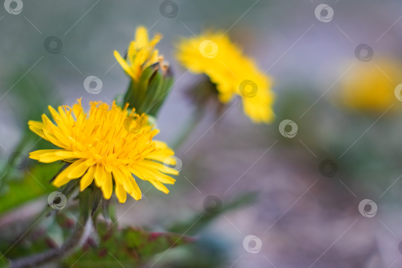 Скачать Желтый цветок одуванчика крупным планом, скопируйте пробел фотосток Ozero