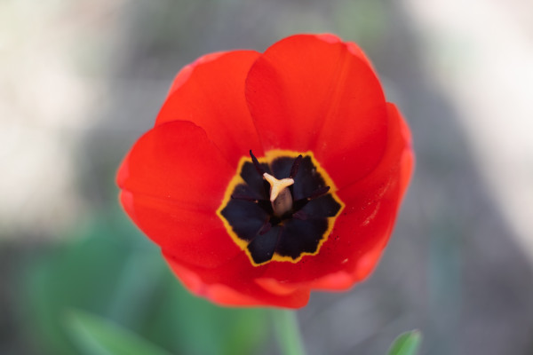 [object Object] undefined