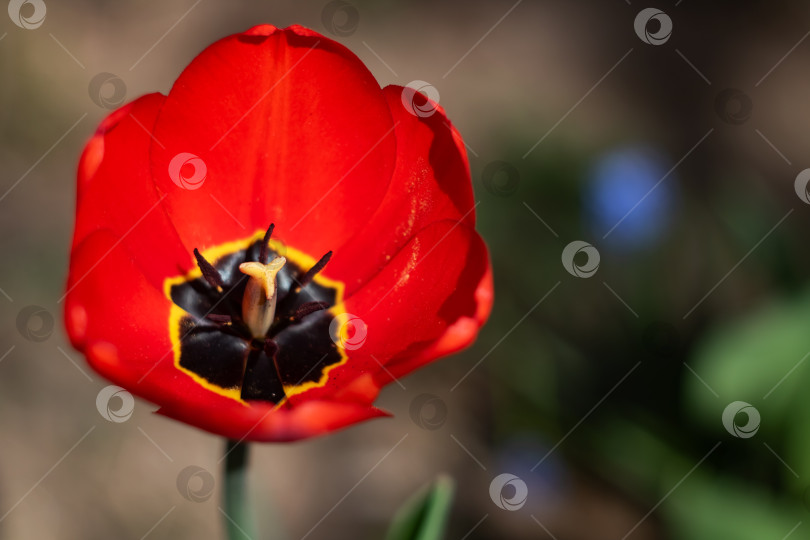 Скачать Цветок красного тюльпана крупным планом, макросъемка фотосток Ozero