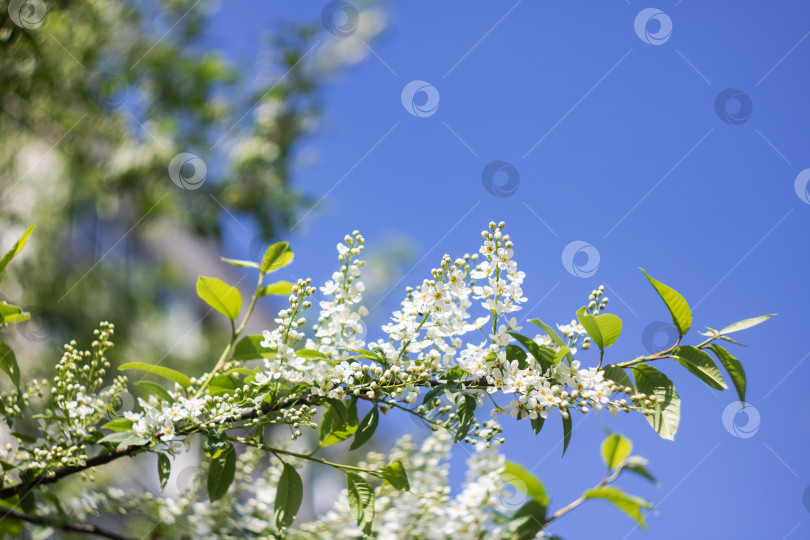 Скачать Белые цветы черемухи на ветке крупным планом фотосток Ozero
