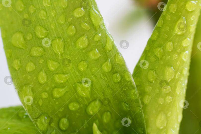 Скачать Зеленые листья растения с каплями воды крупным планом фотосток Ozero