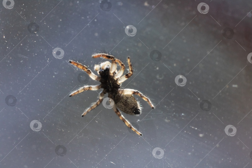 Скачать Маленький коричневый паук на стекле крупным планом фотосток Ozero