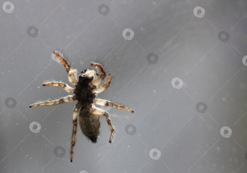 Скачать Маленький коричневый паук на стекле крупным планом фотосток Ozero