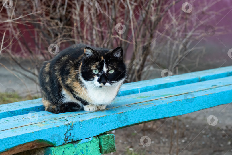 Скачать Трехцветный кот лежит на синей скамейке фотосток Ozero