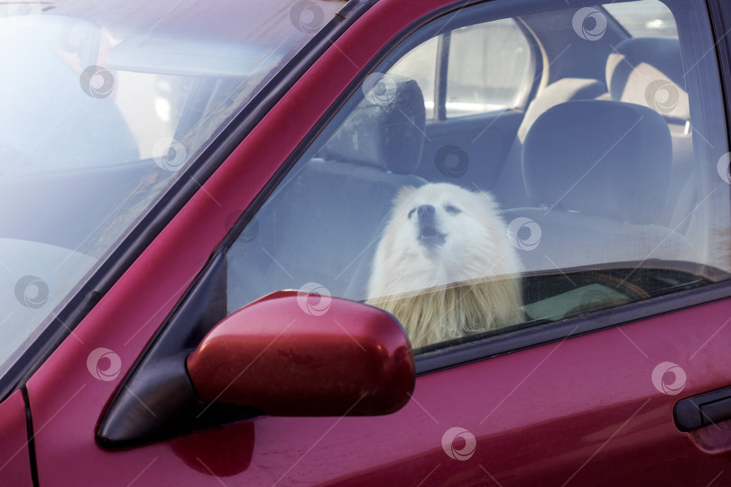 Скачать Собака закрыта в машине фотосток Ozero