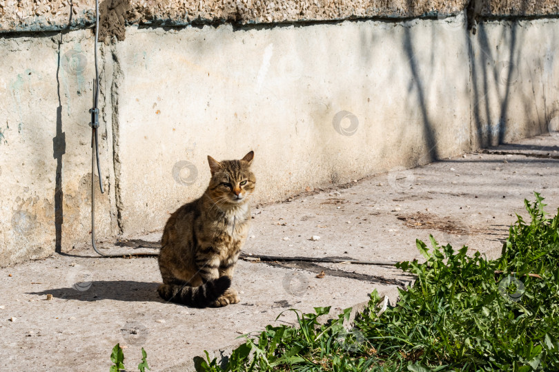 Скачать Серая бездомная кошка сидит возле зеленой травы фотосток Ozero