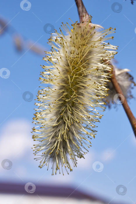 Скачать Весна. Цветет ива (лат. Salix), распустились сережки - соцветия. фотосток Ozero