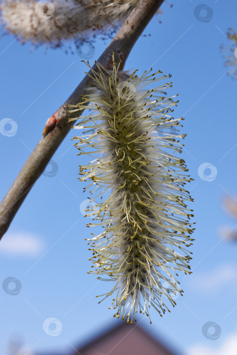 Скачать Весна. Цветет ива (лат. Salix), распустились сережки - соцветия. фотосток Ozero