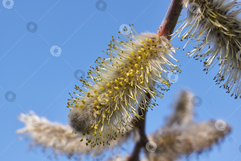 Скачать Весна. Цветет ива (лат. Salix), распустились сережки - соцветия. фотосток Ozero