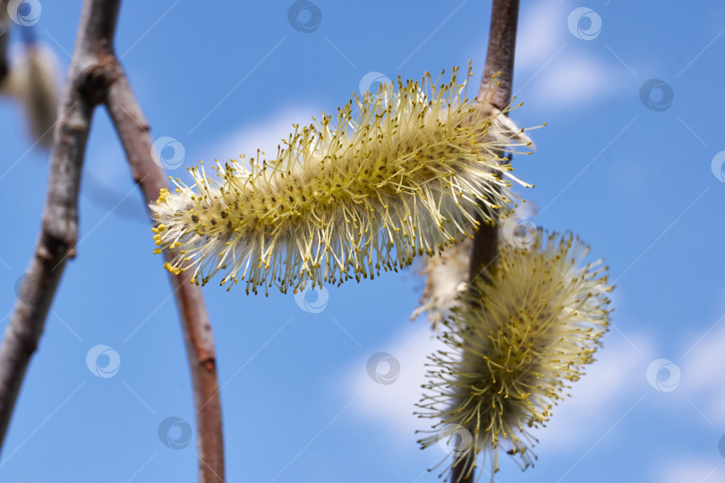 Скачать Весна. Цветет ива (лат. Salix), распустились сережки - соцветия. фотосток Ozero